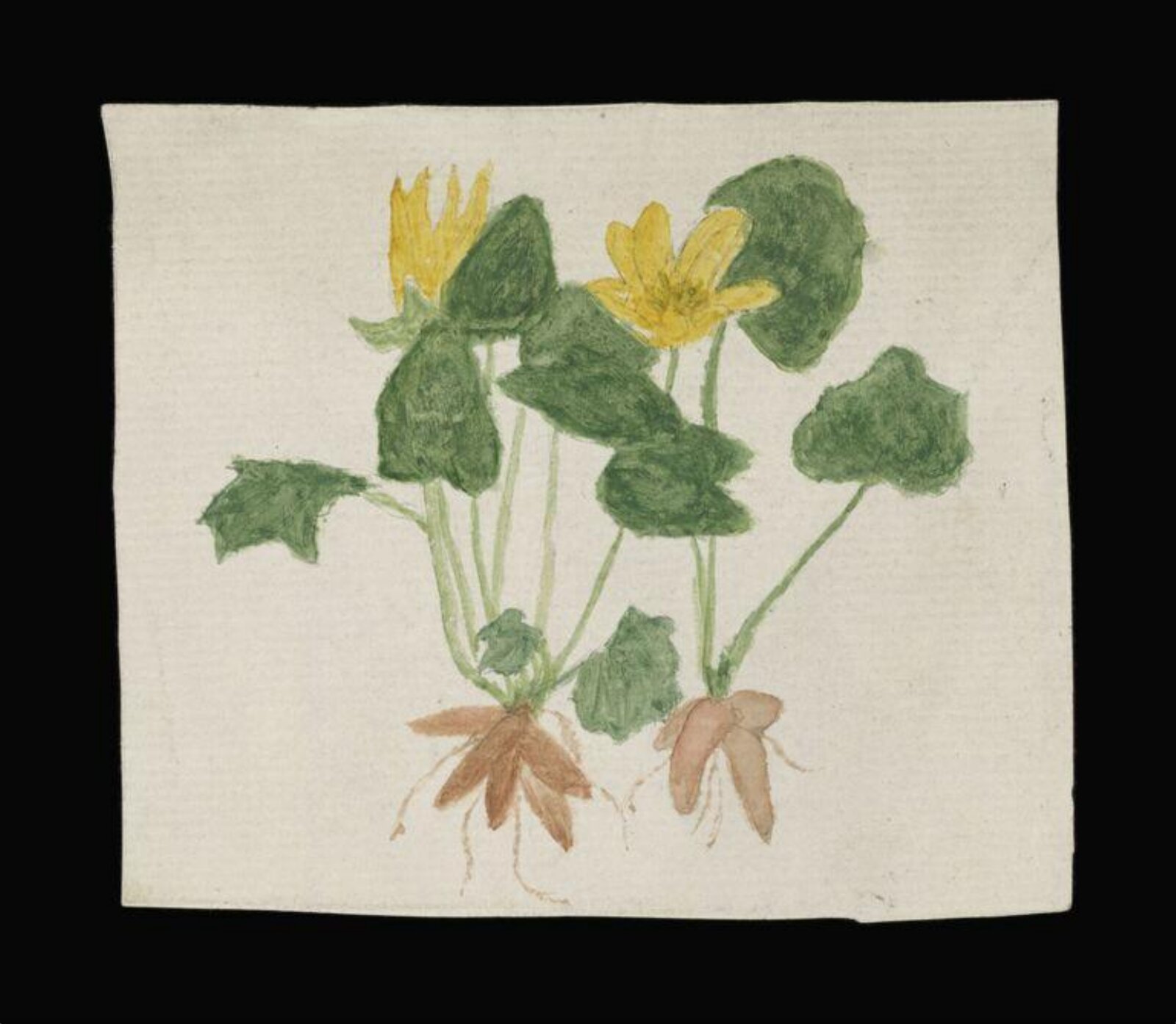 Watercolour, Beatrix Potter, ca. 1880