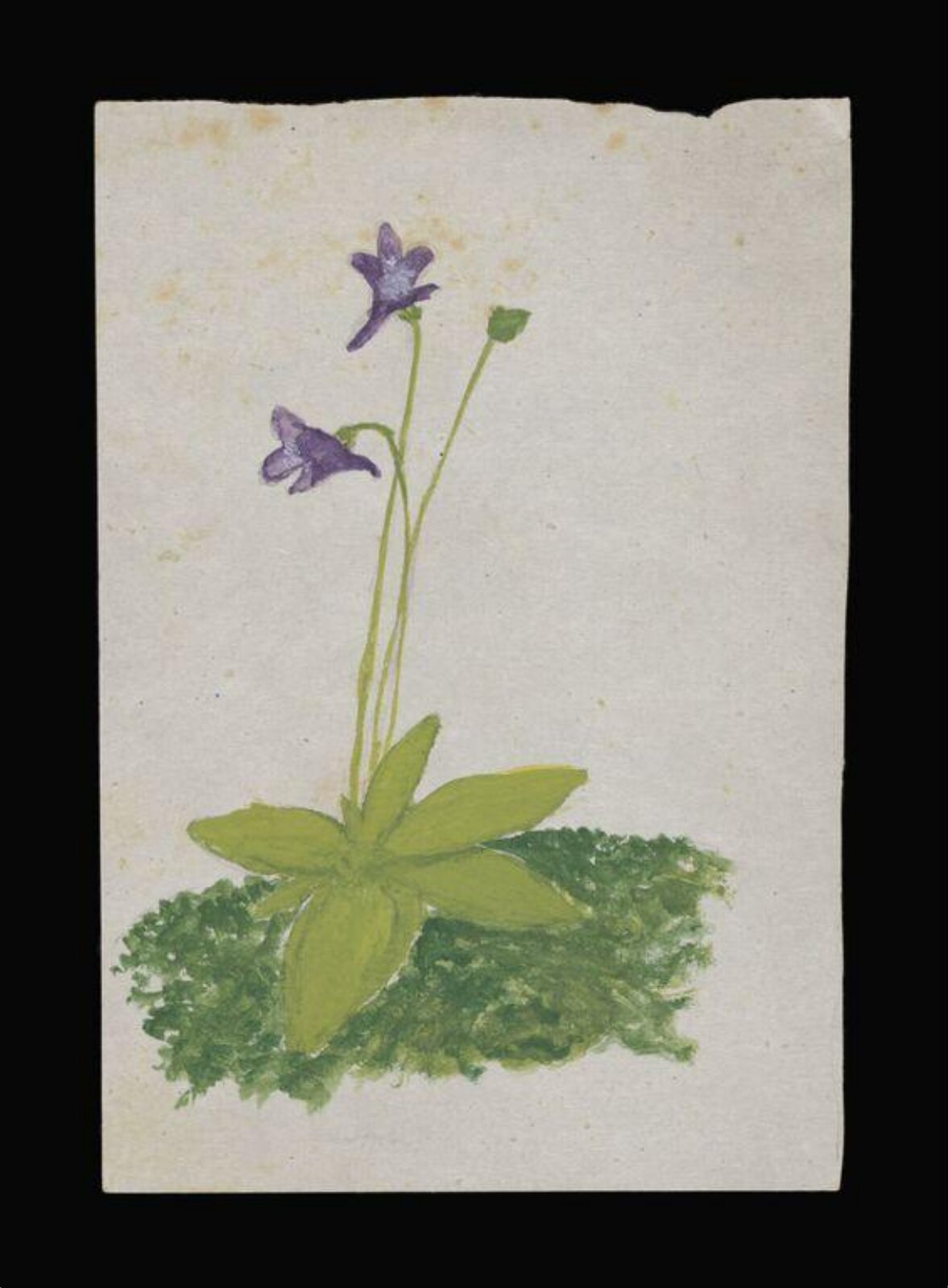Watercolour, Beatrix Potter, ca.1874