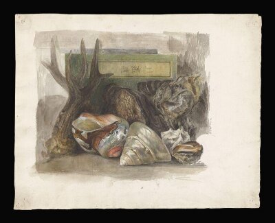 Still life study of sea shells, an antler and a Japanese drawing manual