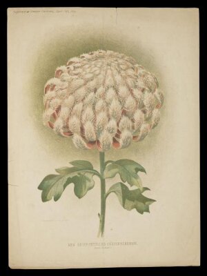 The Floral magazine : comprising figures and descriptions of popular garden flowers