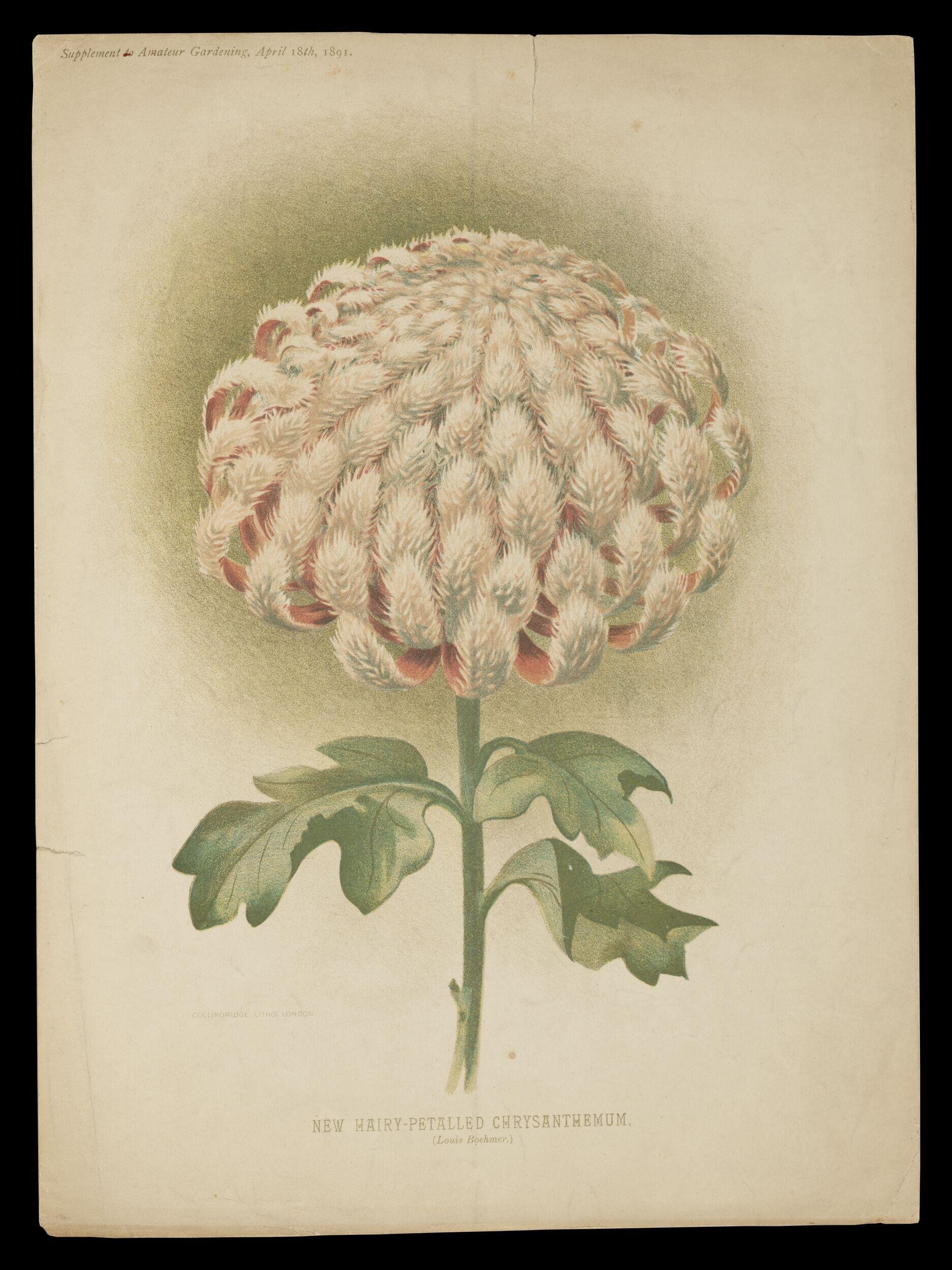 The Floral magazine : comprising figures and descriptions of popular garden flowers