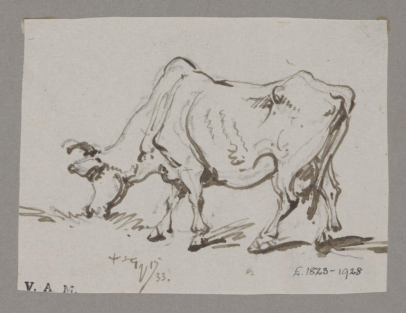 A grazing cow, George Chinnery, 17/10/1833