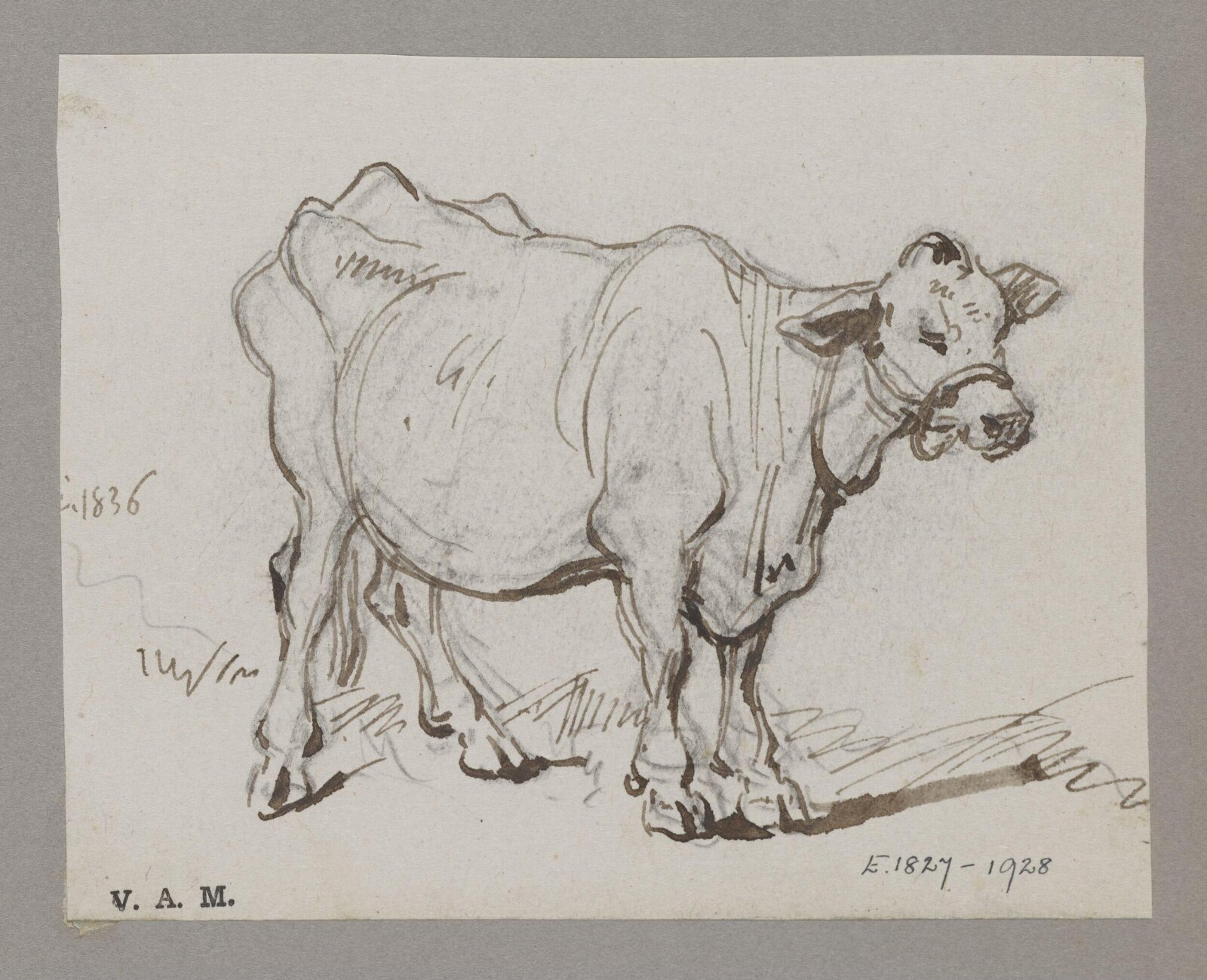 A standing cow, George Chinnery, 01/01/1836 - 31/12/1836