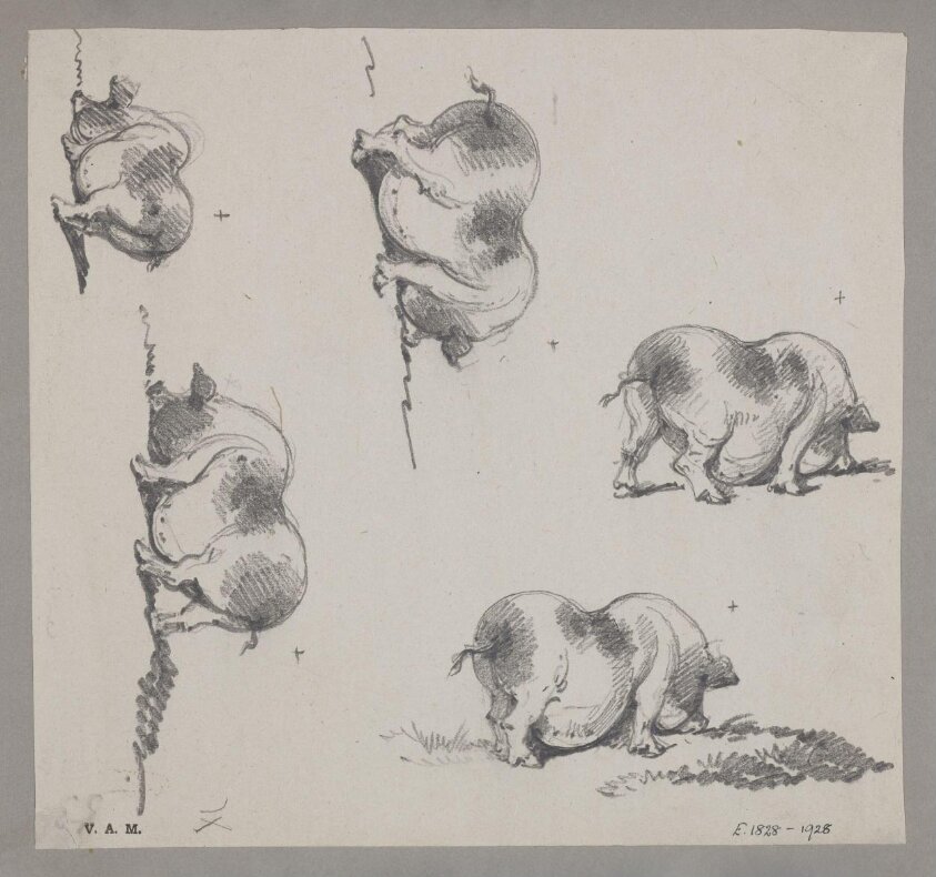 Five drawings of a pig