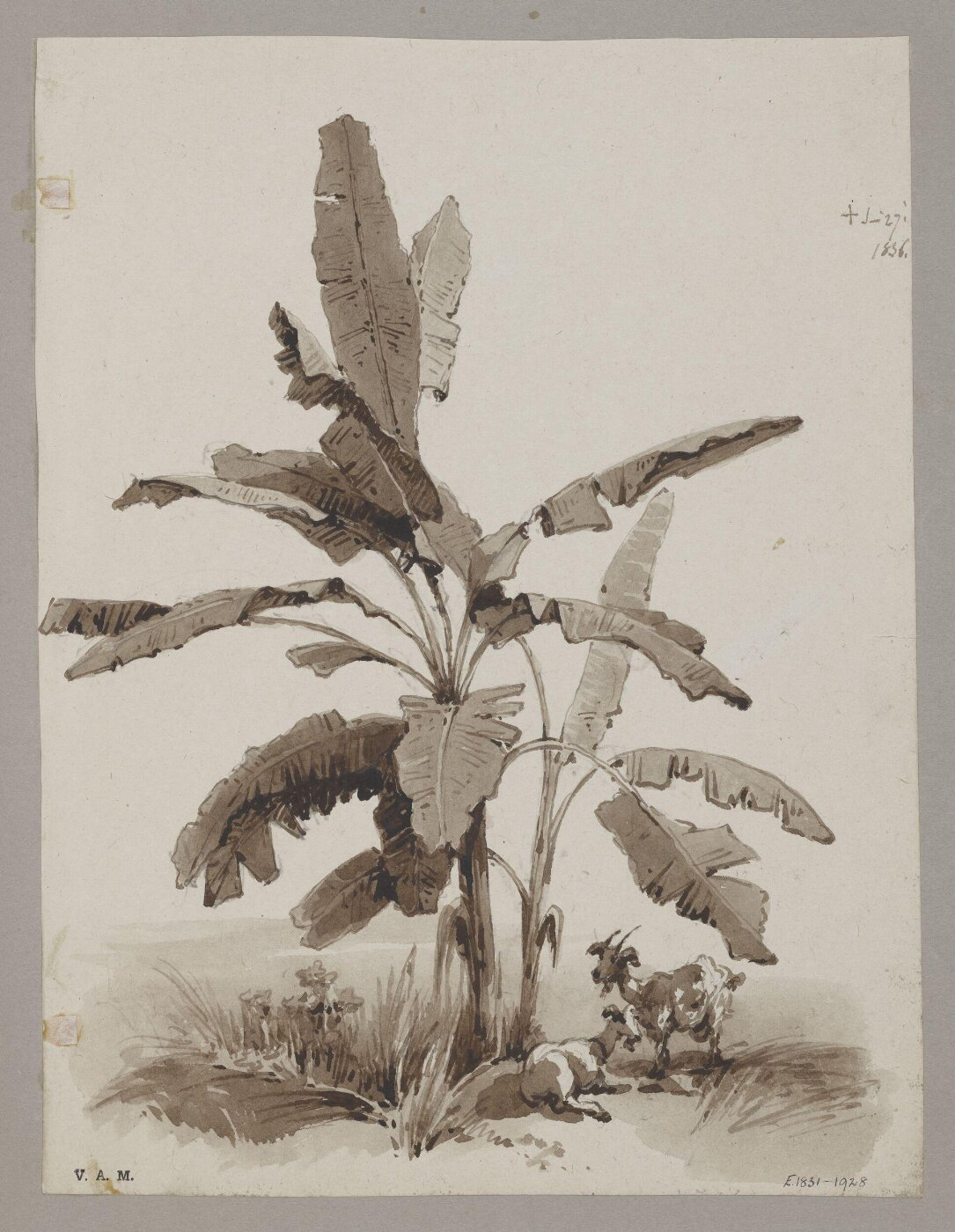 George Chinnery, Plantain tree