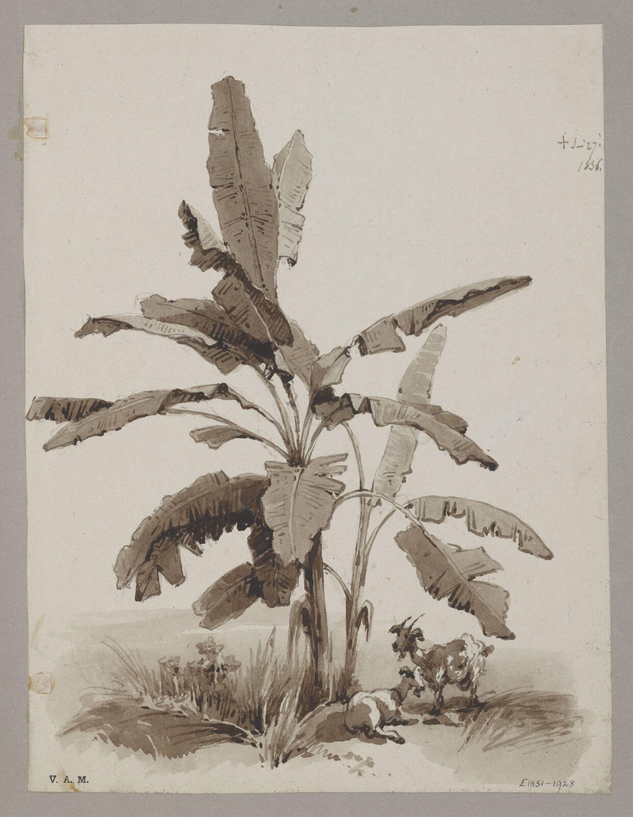 Plantain tree, George Chinnery, 27/06/1836