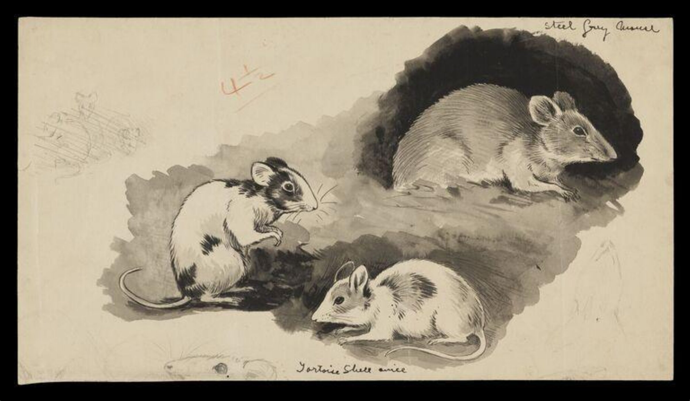 Mice, Louis Wain, 1899