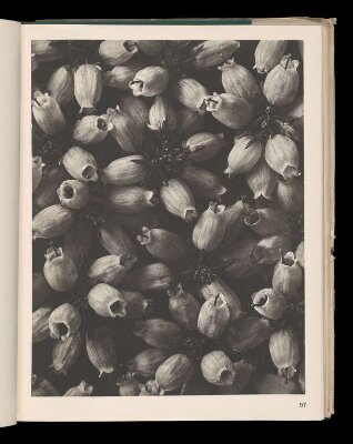 Art forms in nature, second series : examples from the plant world
