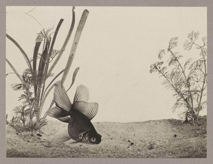 Chinese Telescope Goldfish (ca. 1930) by Monogrammist W.S.