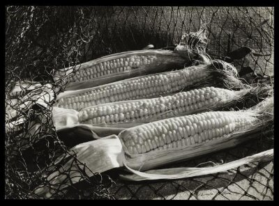 Corn on the Cob