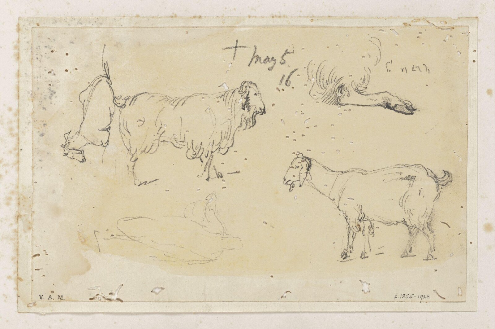 Indian livestock, George Chinnery, 21/12/1802 - 13/07/1825