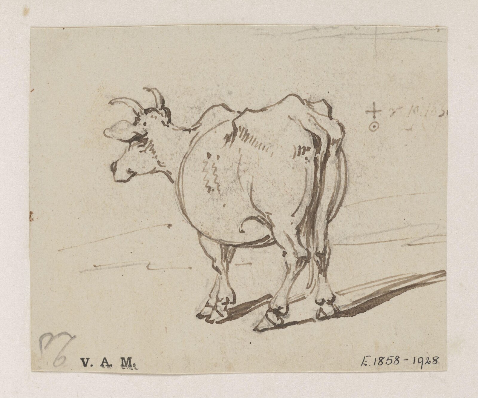 A cow seen from behind, George Chinnery, 19/03/1830 - 19/03/1839
