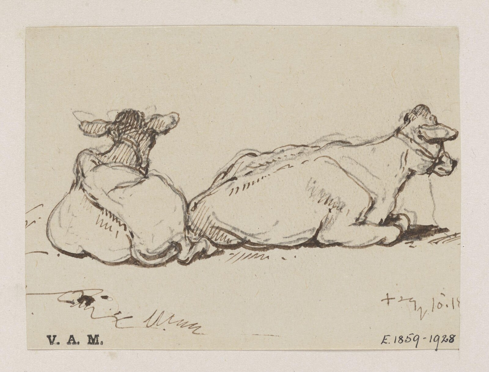Two cows, George Chinnery, 10/10/1825 - 10/10/1851