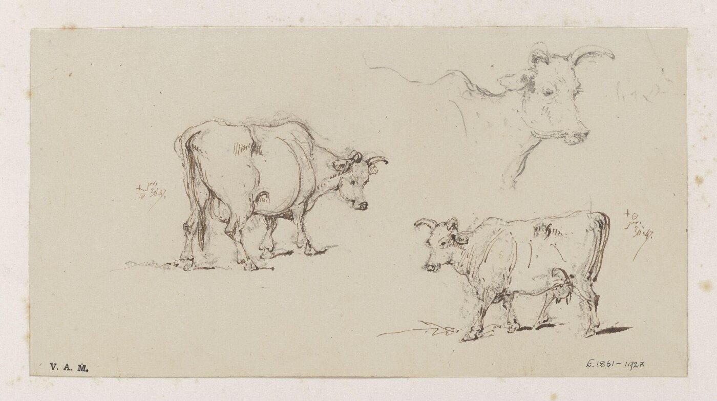 George Chinnery, Three studies of cows