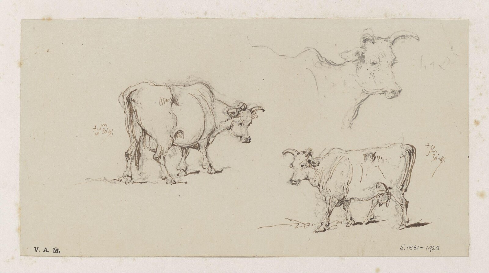 Three studies of cows, George Chinnery, 27/01/1847 - 30/01/1847