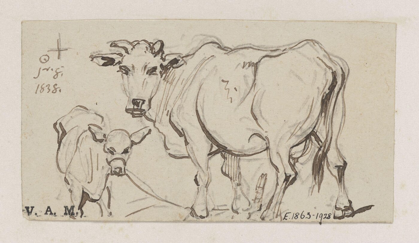 George Chinnery, A cow and calf
