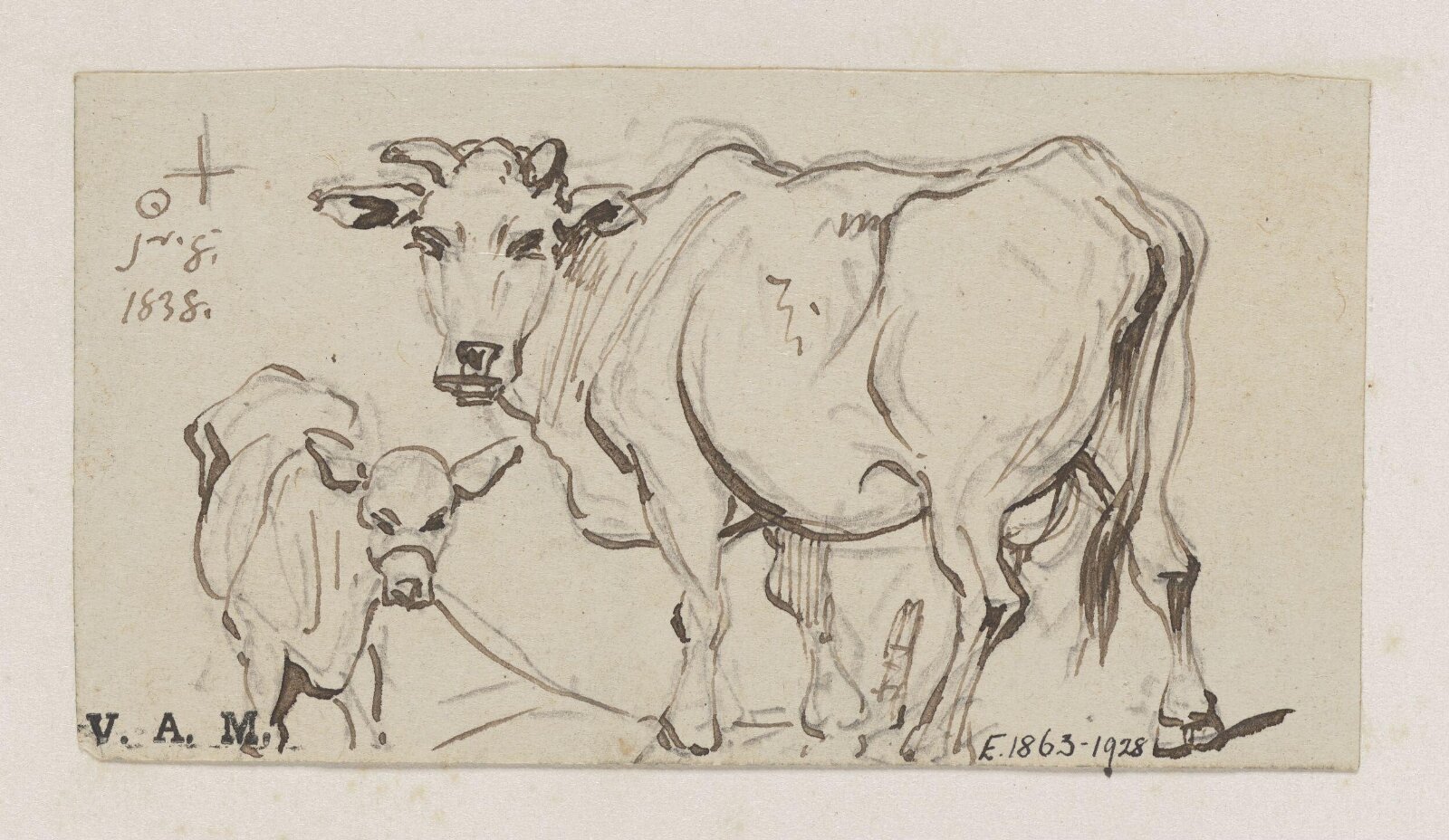 A cow and calf, George Chinnery, 08/01/1838