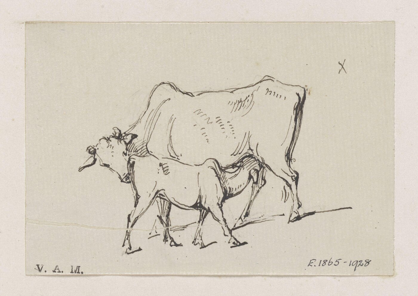 George Chinnery, A cow and calf