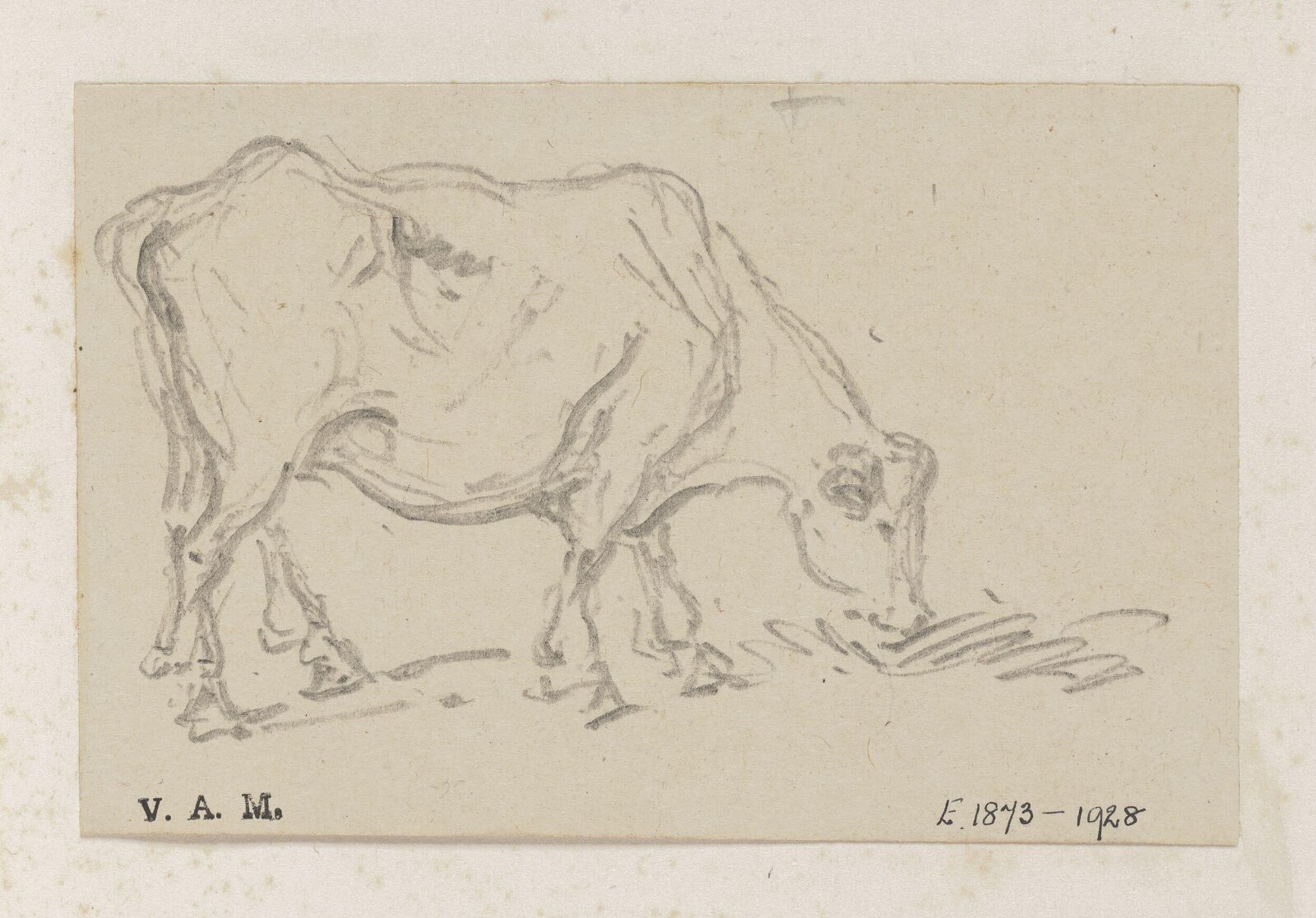 A grazing cow, George Chinnery, 29/09/1825 - 30/05/1852