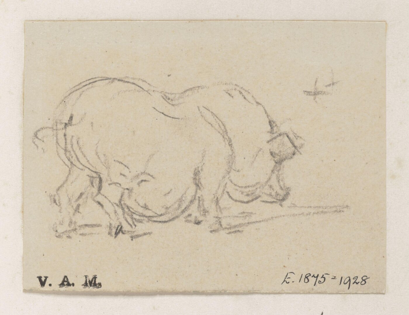 George Chinnery, A study of a pig