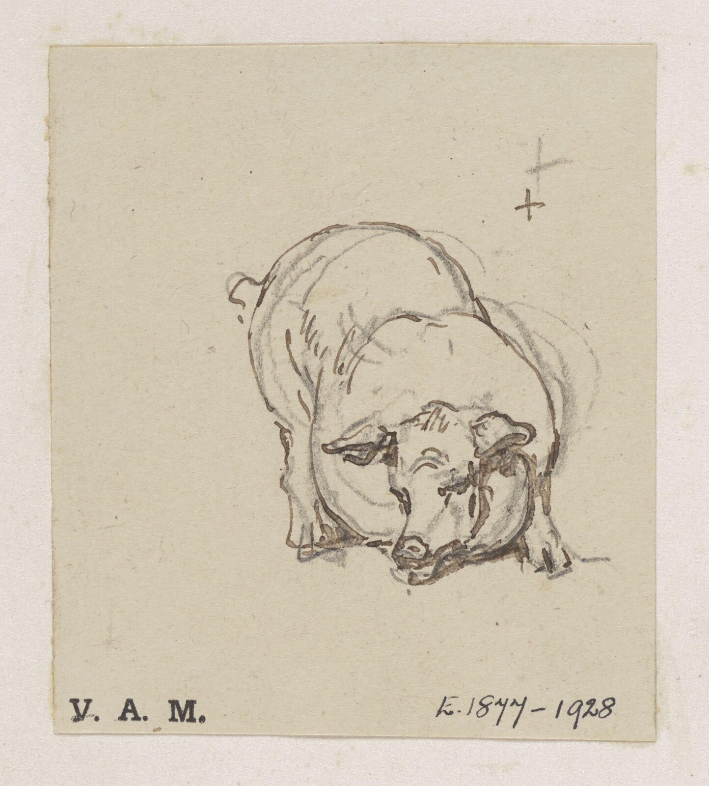 A study of a pig, George Chinnery, 29/09/1825 - 30/05/1852