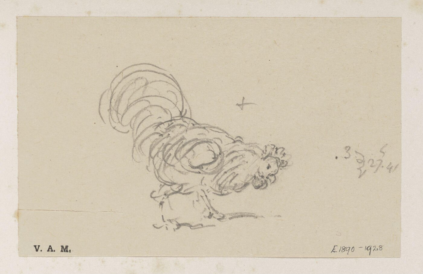 George Chinnery, A cockerel