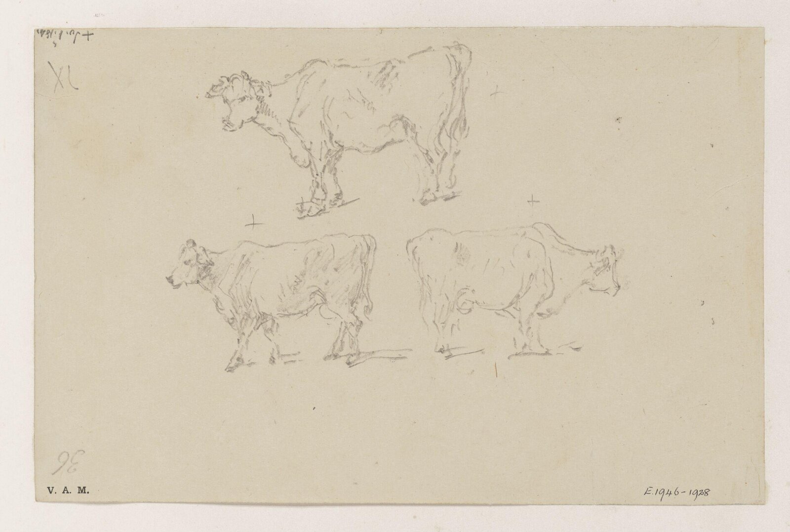 Three cows, George Chinnery, 01/07/1840 - 01/07/1849