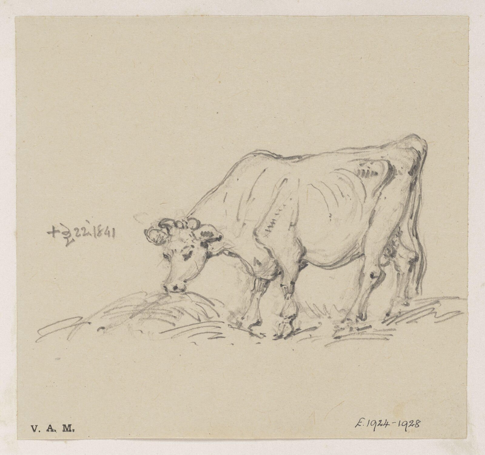 A feeding cow, George Chinnery, 22/12/1841