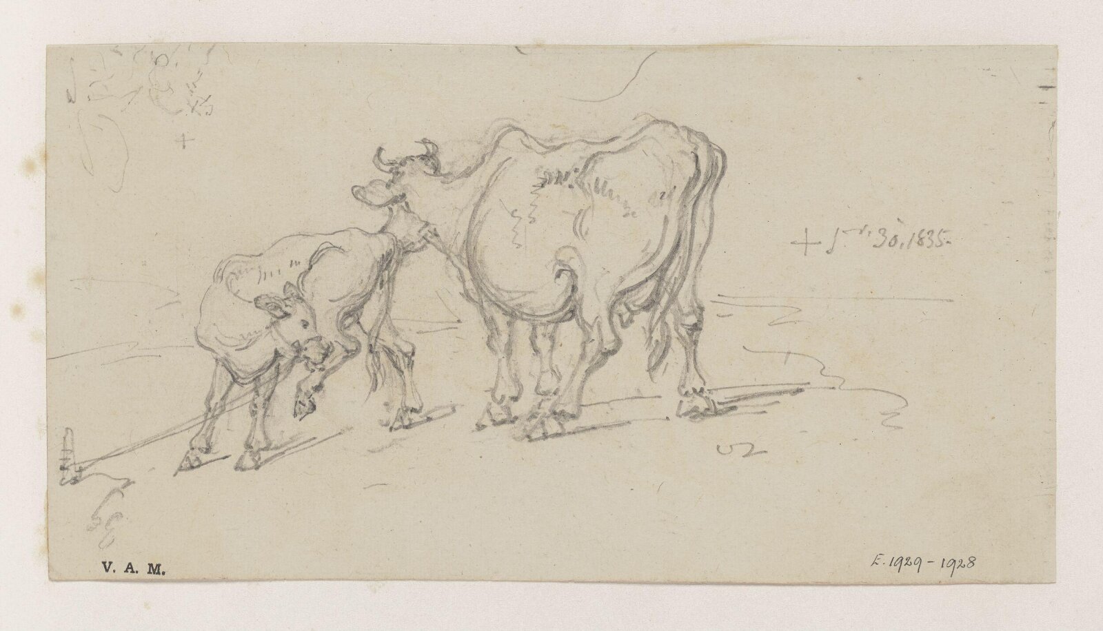 A cow and calf, George Chinnery, 30/01/1835