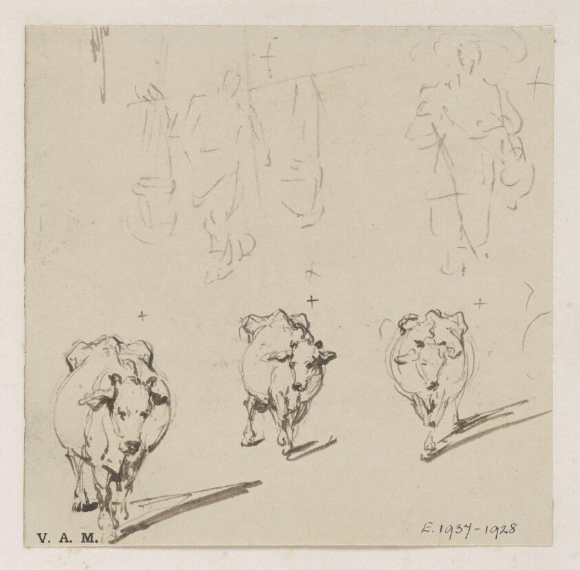 Three drawings of a cow