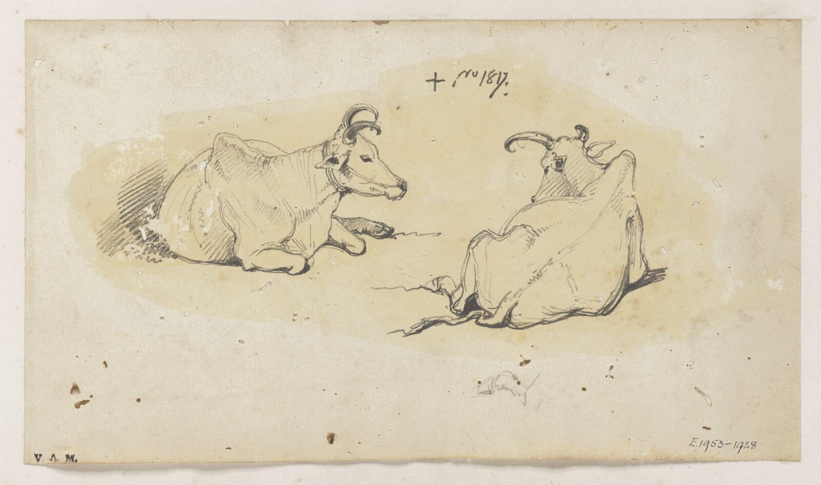 Two Indian cows, George Chinnery, 01/04/1817 - 30/04/1817