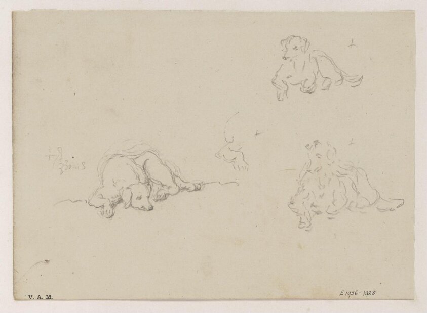 Three drawings of a dog
