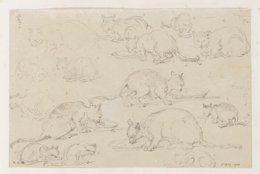 Fifteen drawings of cats