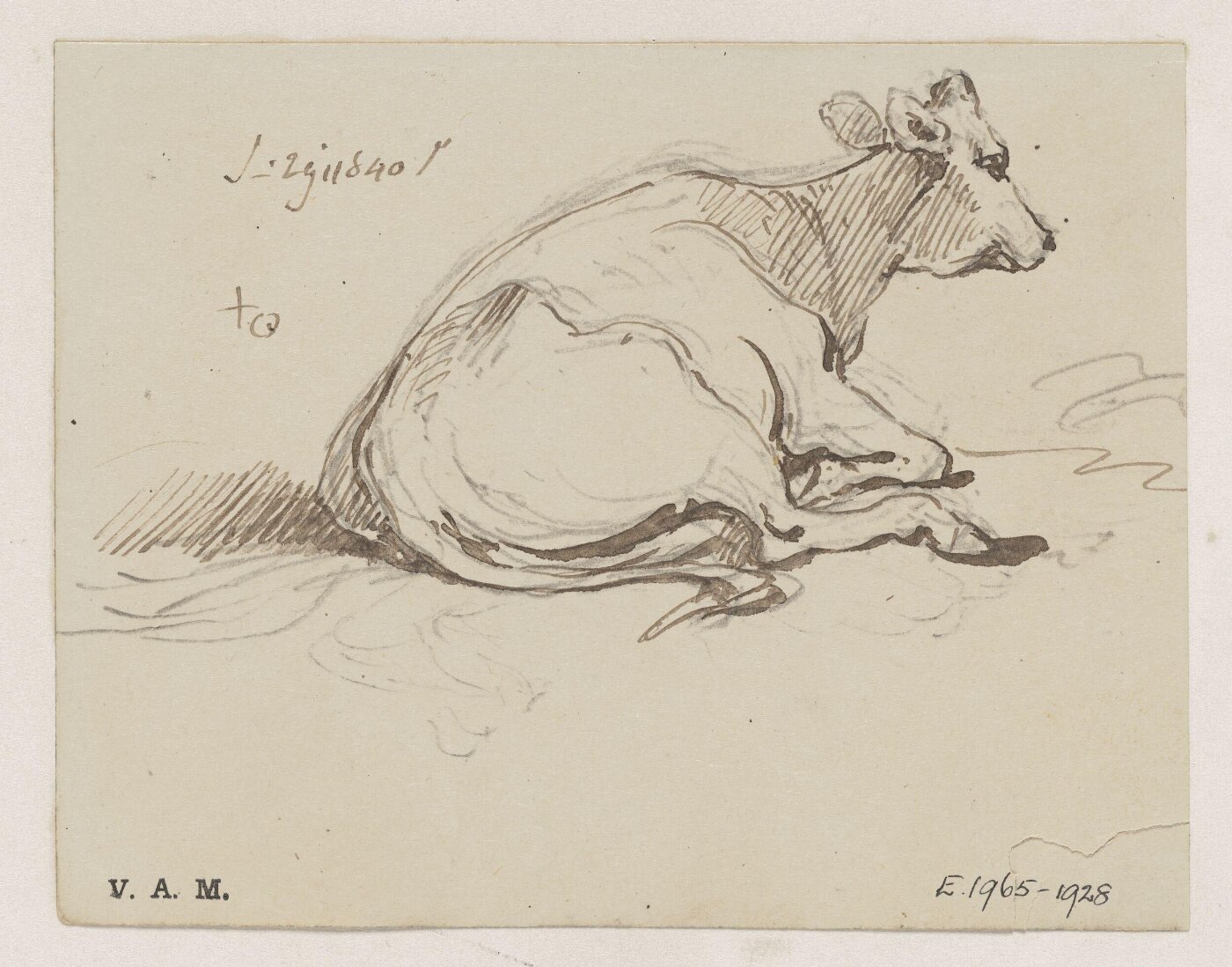 George Chinnery, A cow