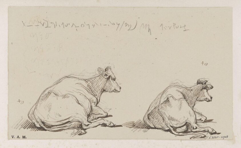 Two drawings of a cow
