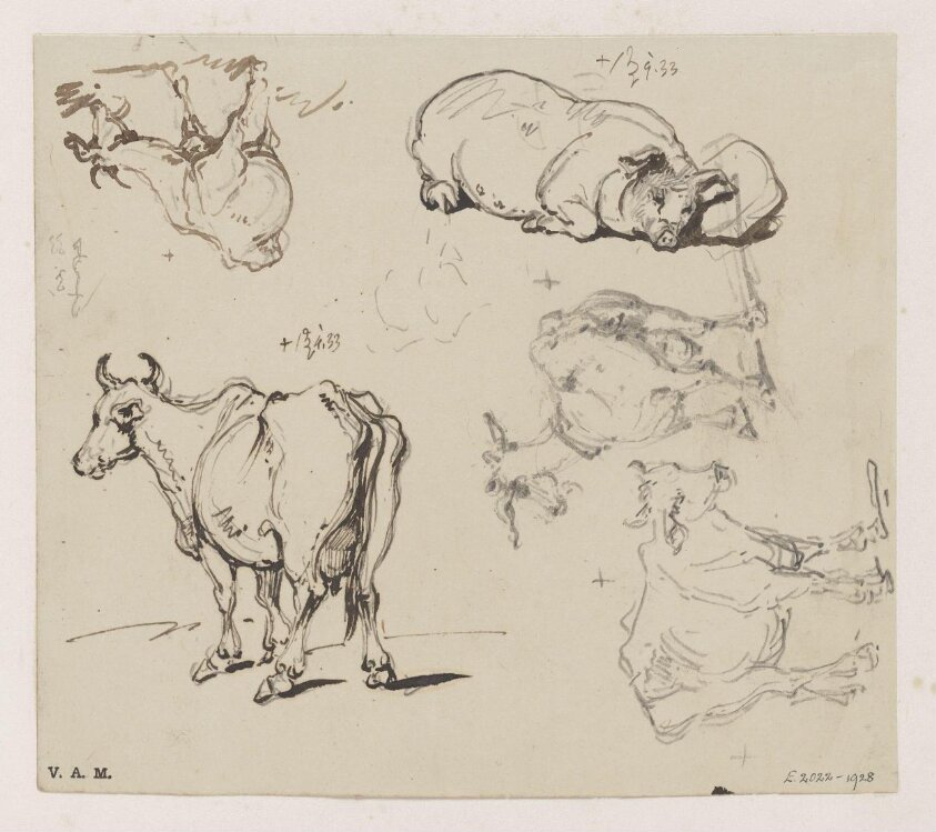 Drawings of animals
