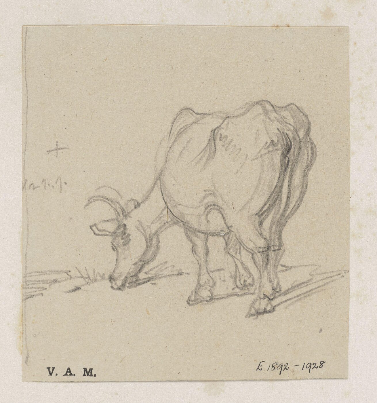 George Chinnery, A study of a cow
