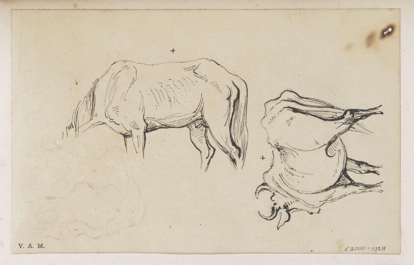 Three drawings of a cow