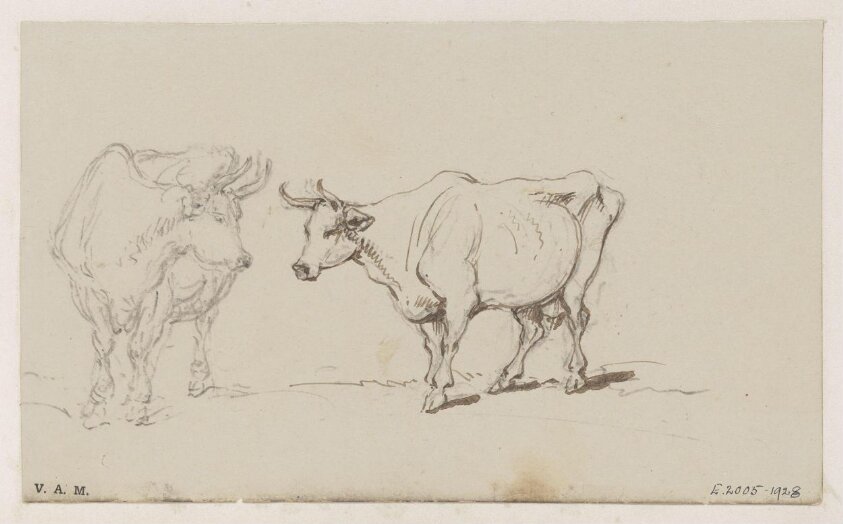 Two drawings of a cow