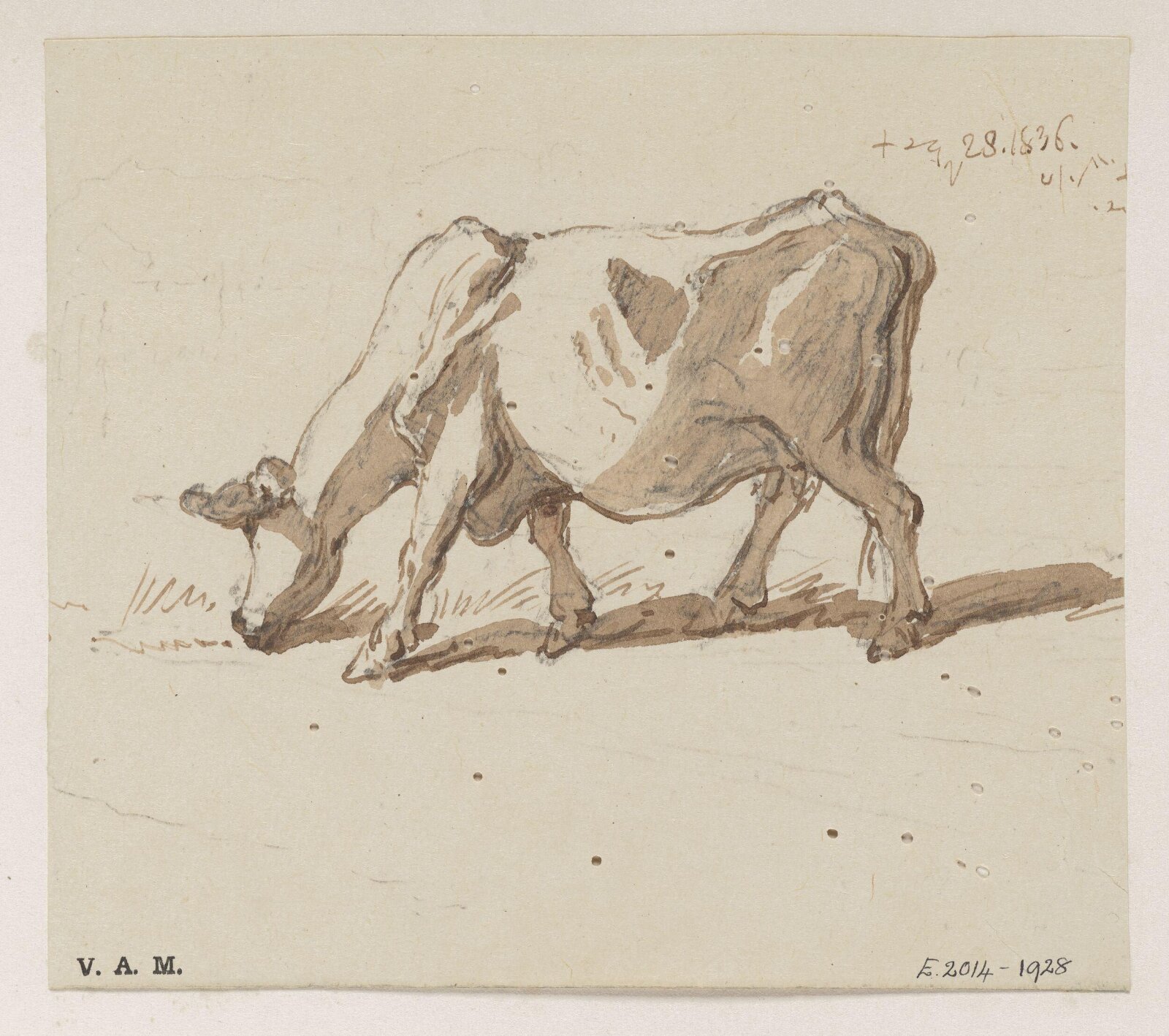 A grazing cow, George Chinnery, 28/10/1836