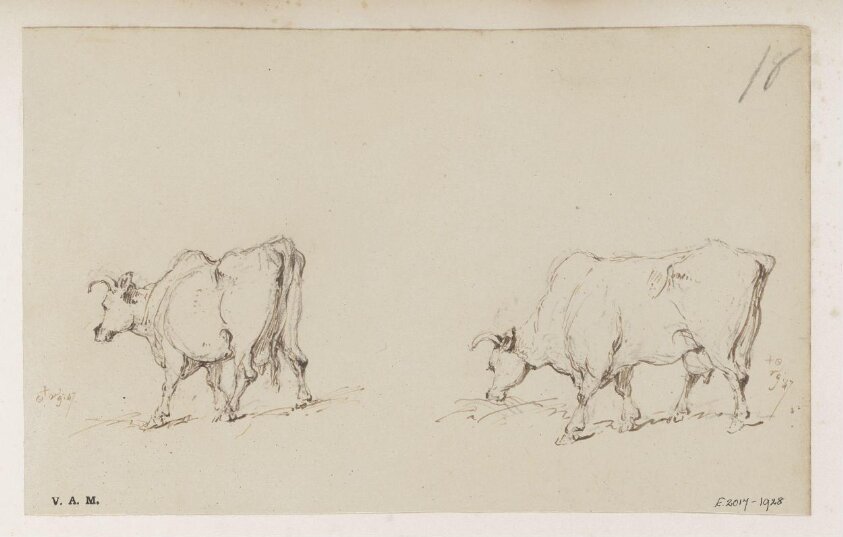 Two drawings of a cow