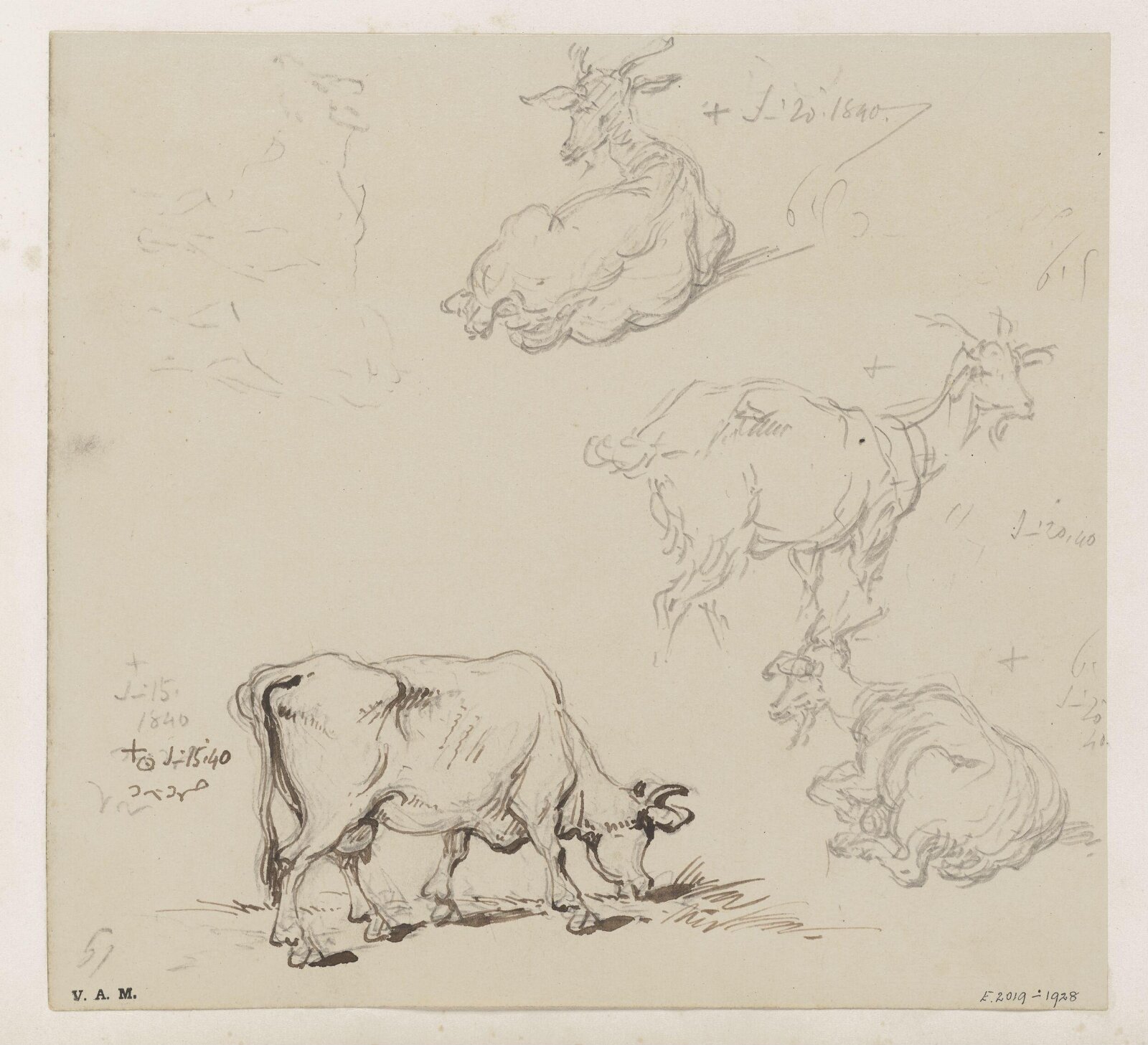 Cows and goats, George Chinnery, 16/06/1840 - 20/06/1840