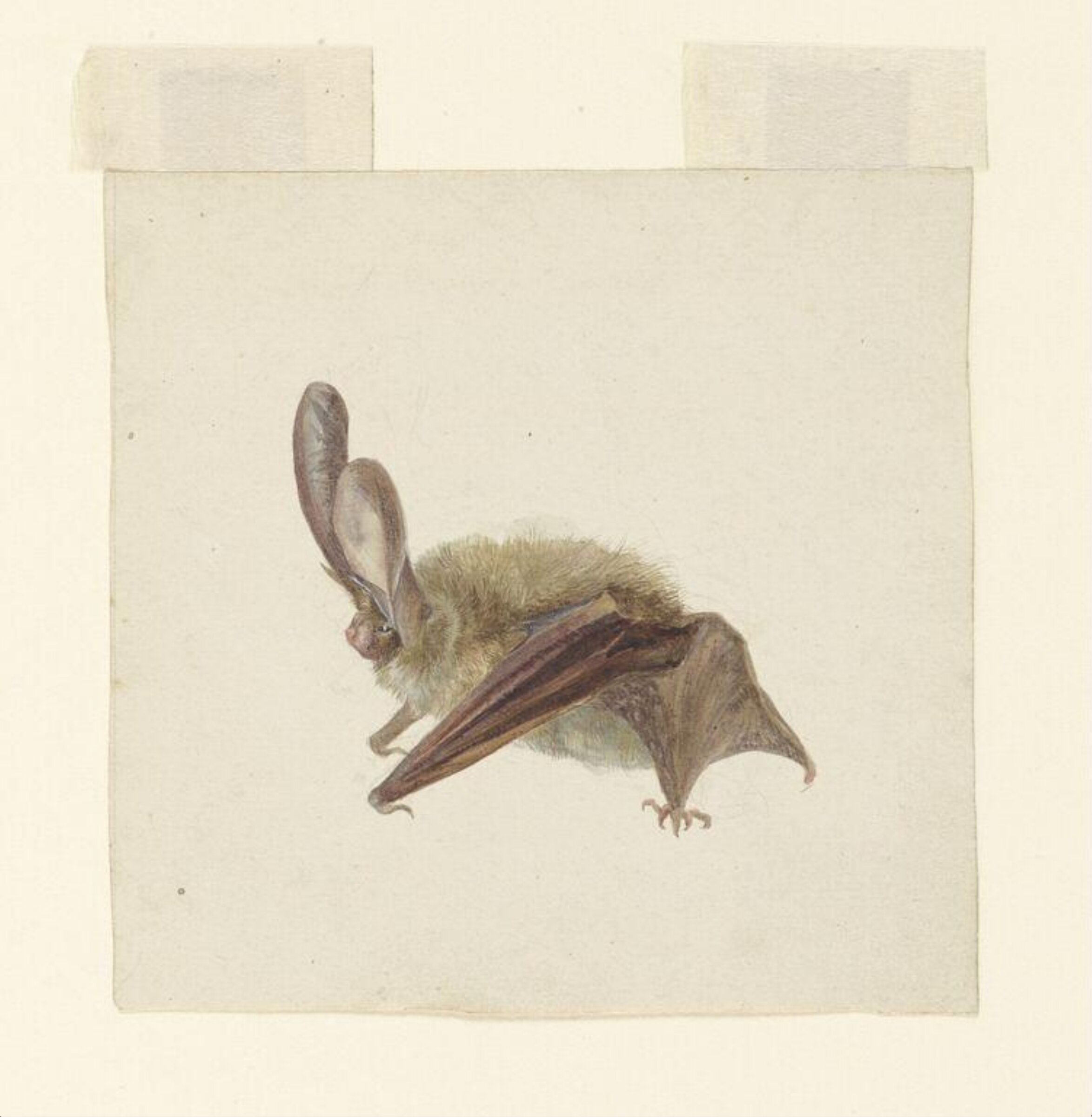 Side view of a bat with wings folded, Beatrix Potter, 12/1885