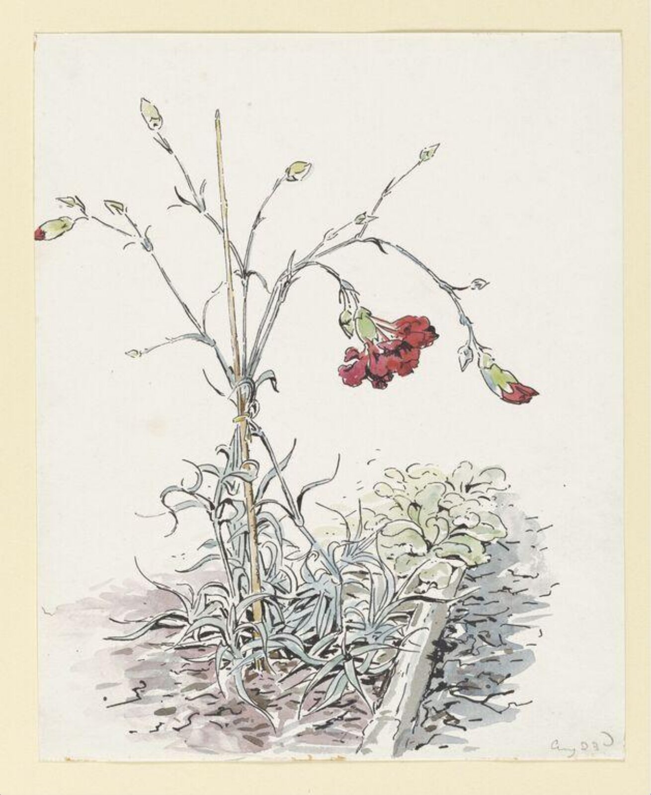 Carnations, Beatrix Potter, 23/08/1903