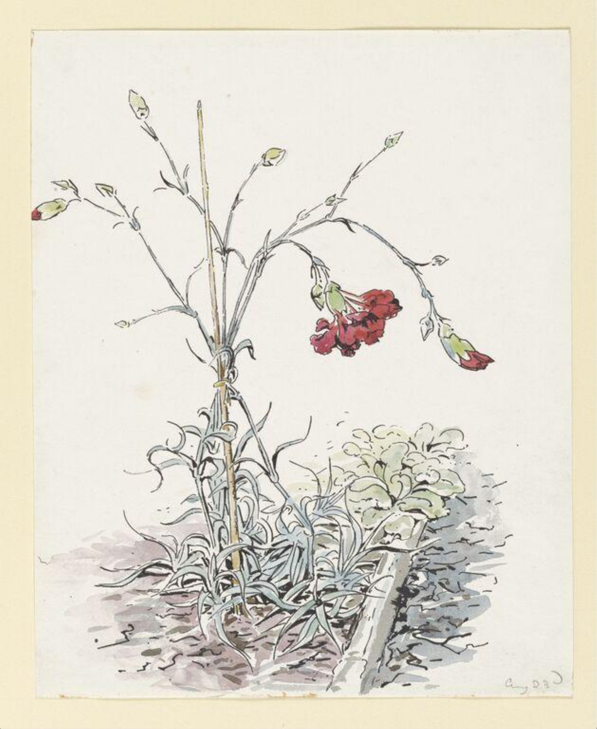 Carnations, Beatrix Potter, 23/08/1903