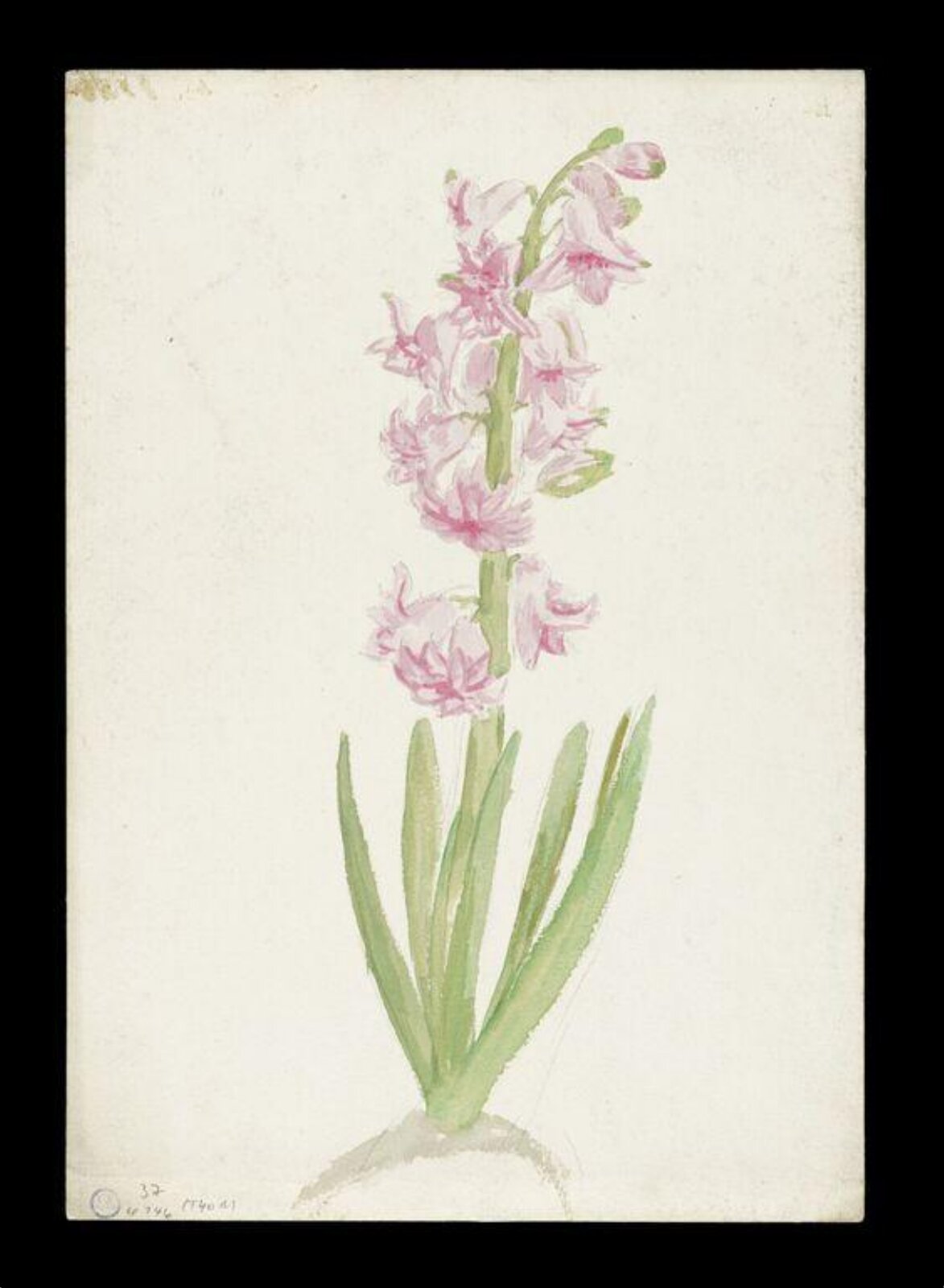 Watercolour, Beatrix Potter, ca. 1880