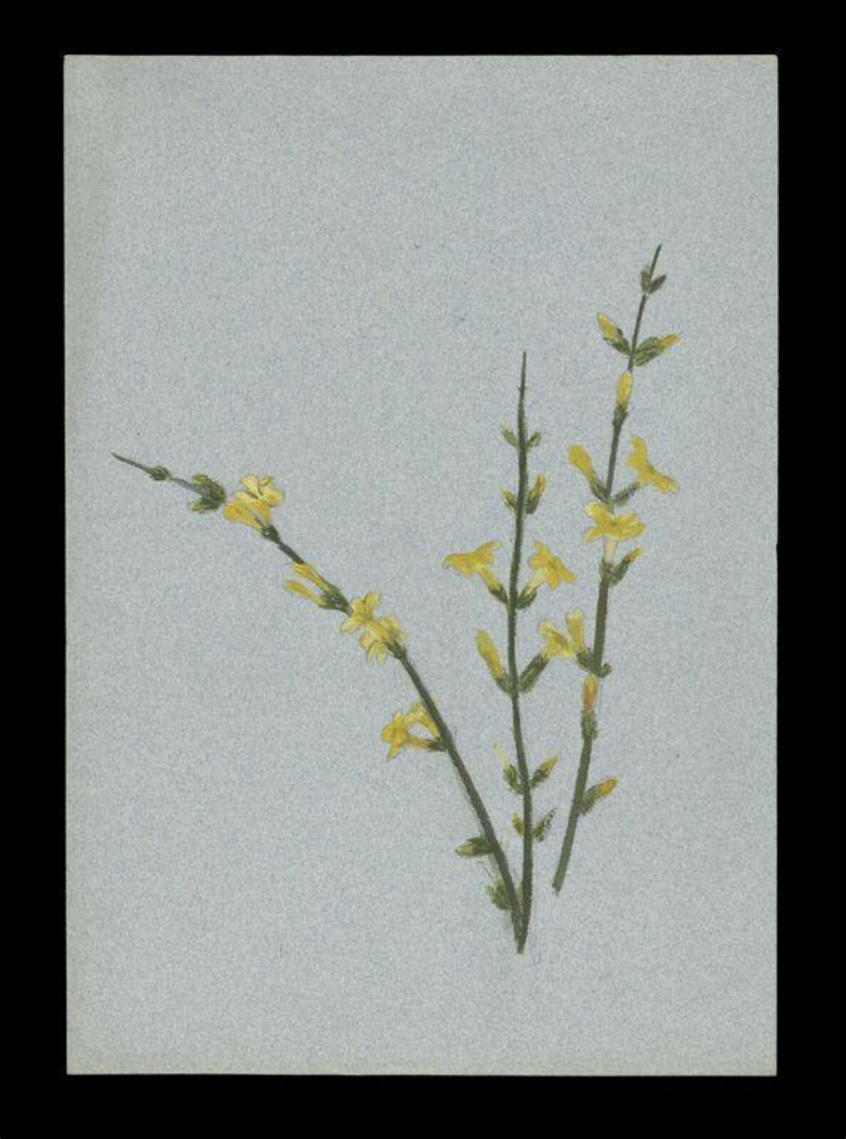 Watercolour, Beatrix Potter, circa 1880