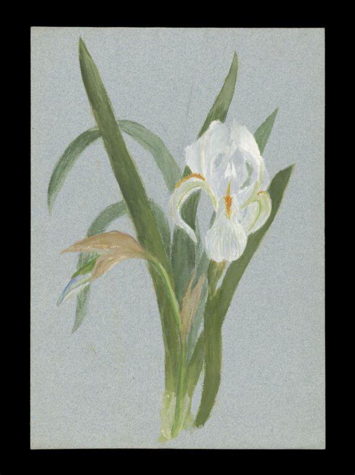 Watercolour, Beatrix Potter, ca.1880