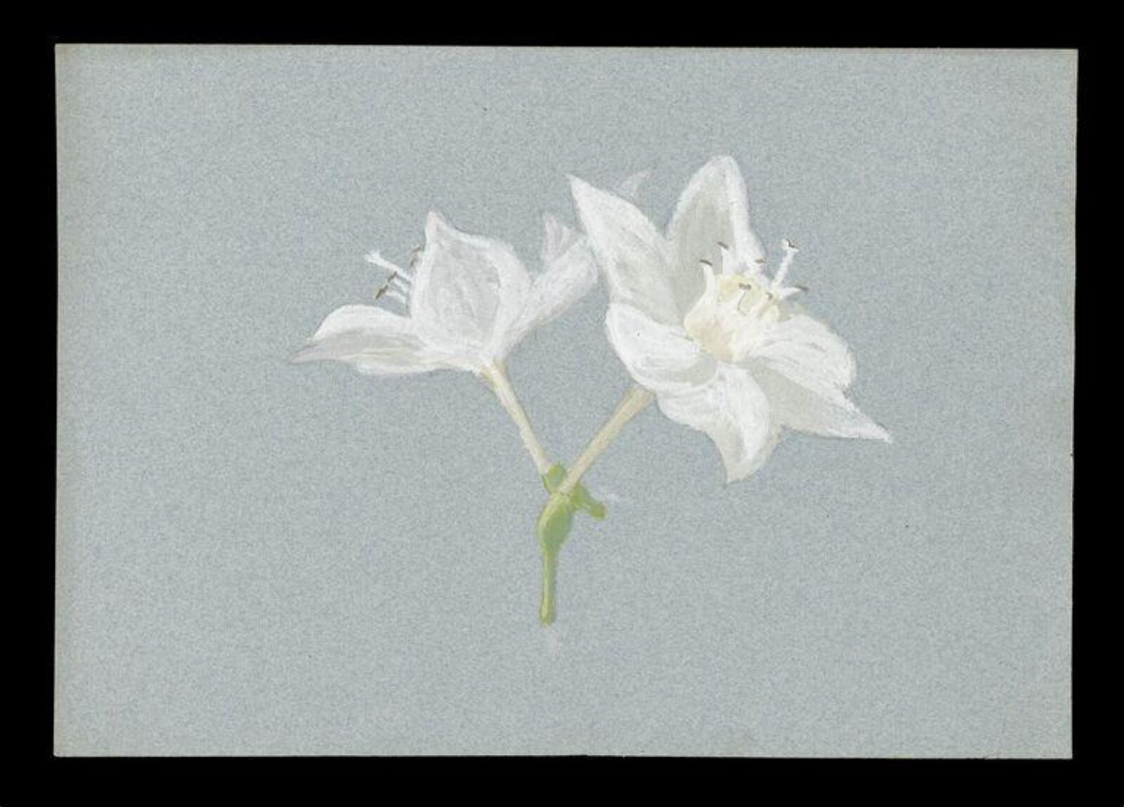 Watercolour, Beatrix Potter, ca.1880