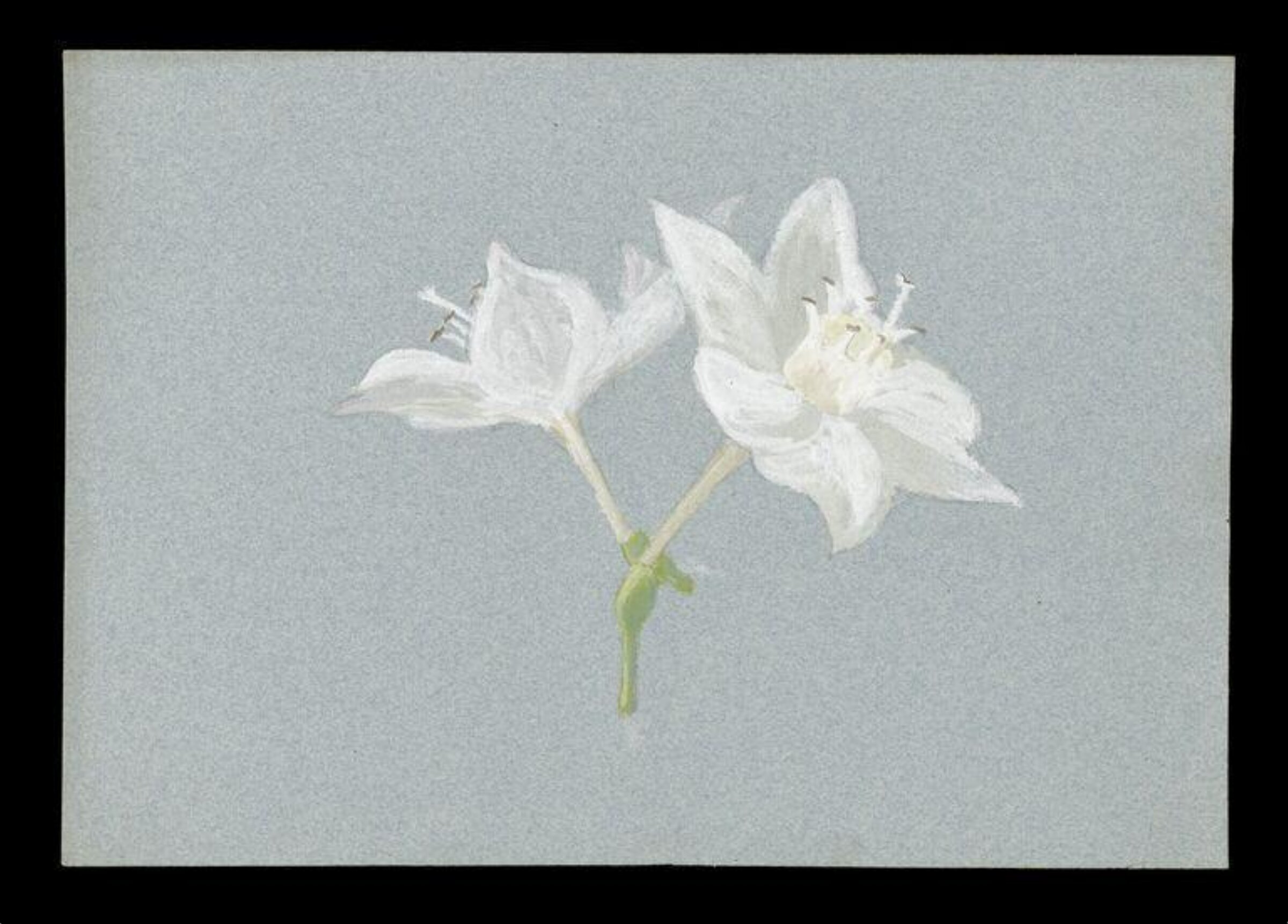 Watercolour, Beatrix Potter, ca.1880